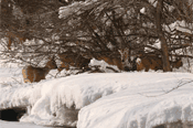 deer