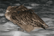resting owl