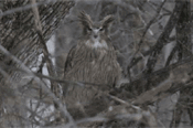 owl