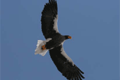 eagle
